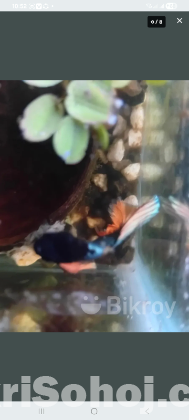 Copper musturd gas fighter